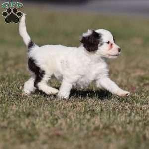 Gumdrop, Cavapoo Puppy